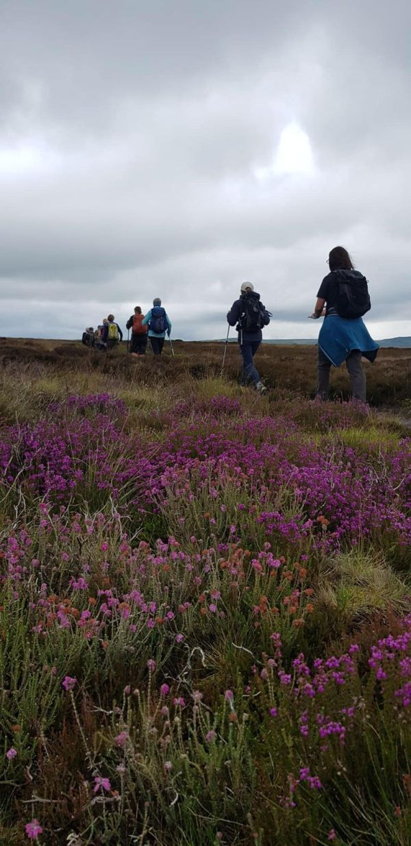 Moorland walk through heather